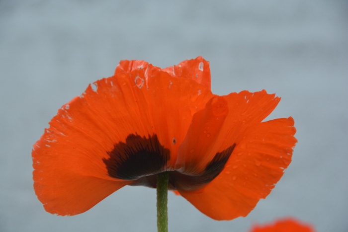 poppy